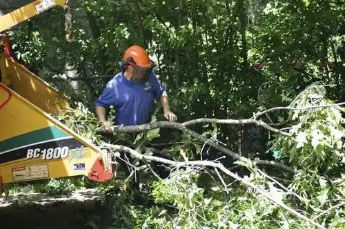 tree services Toronto